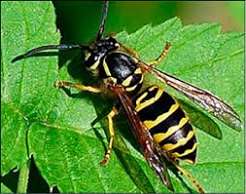 Bee-like Insect Management