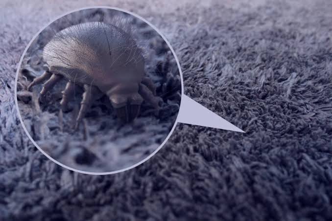 Dust Mite Reduction