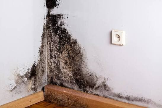 Moisture and Mould Treatment