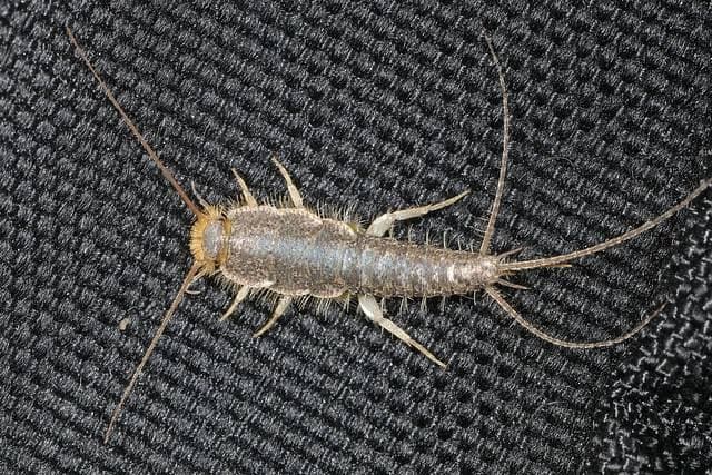 Silverfish Treatment