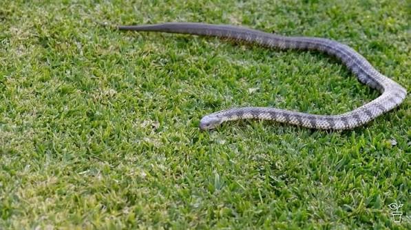 Snake Safety Response