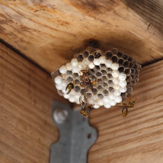Wasp Nest Management