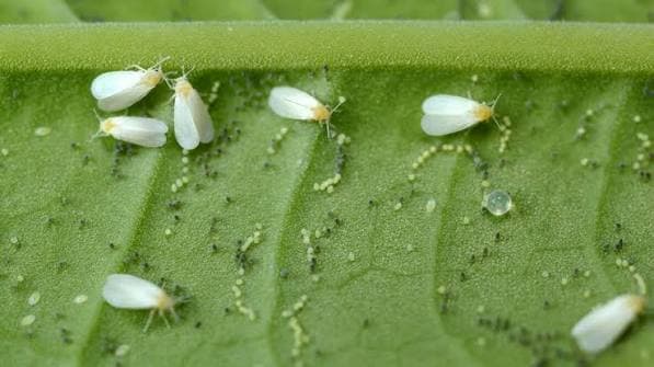 Whitefly Garden Treatment
